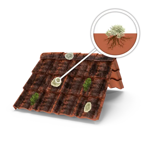 Lichens toiture
